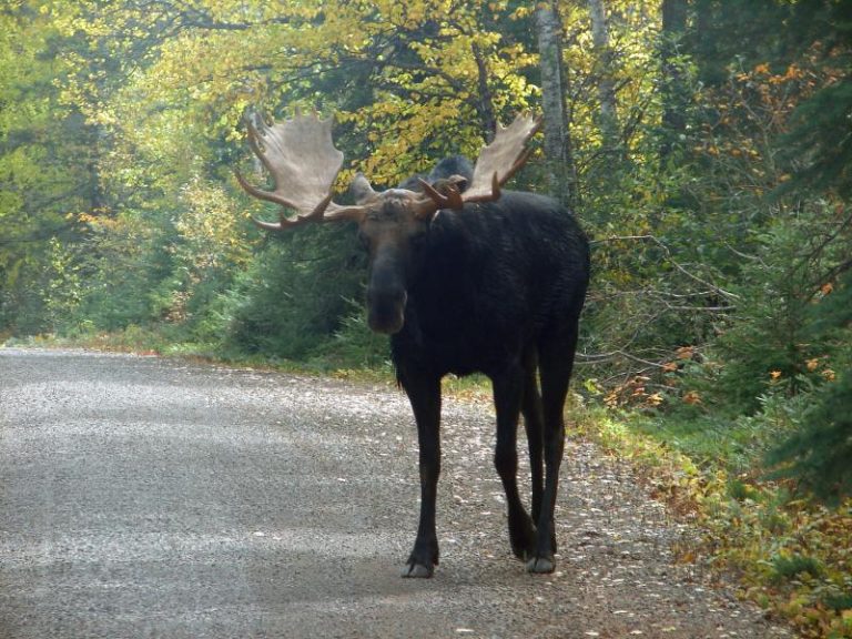 BullWinkle.145212115_std