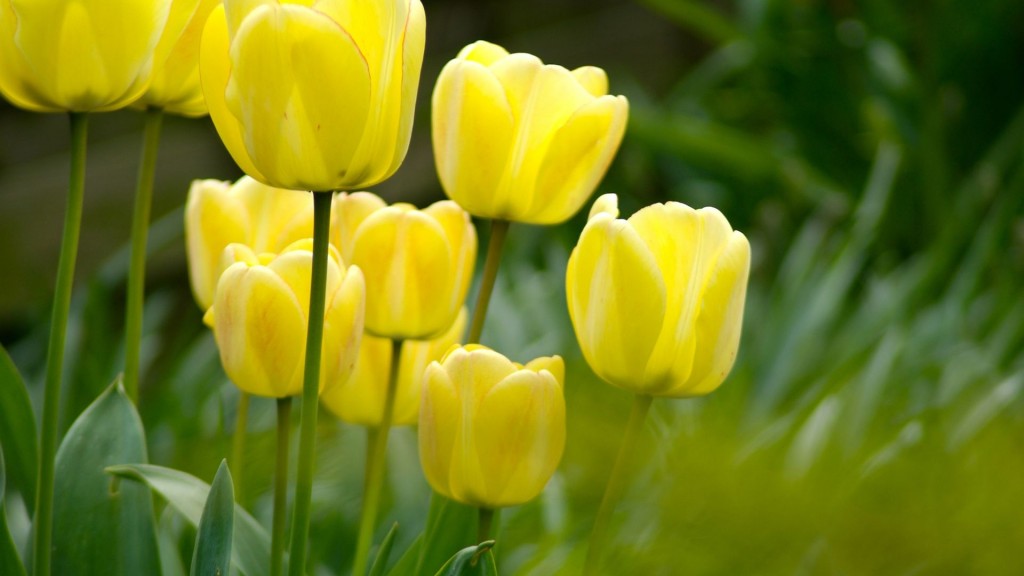 flower-tulips-grass-macro-1080x1920