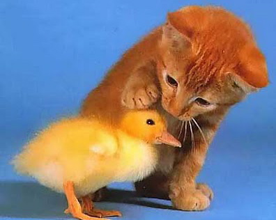 Kindness-cat-and-bird